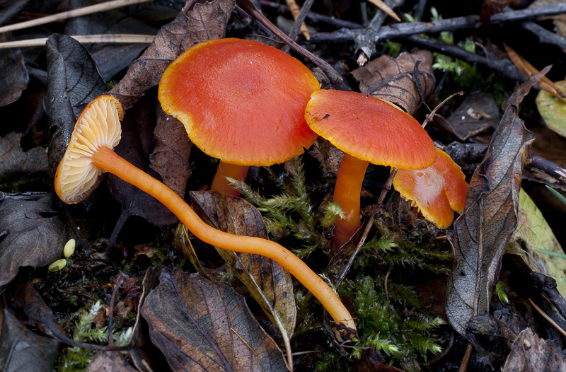 Hygrocybe miniata